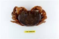 藏品(毛足特氏蟹)的圖片